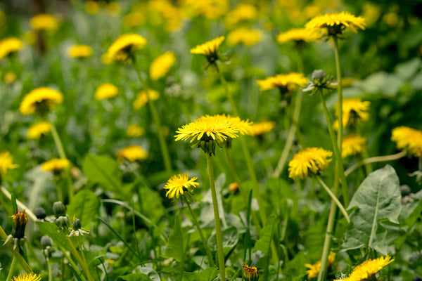 5 Most Popular Herb Tinctures