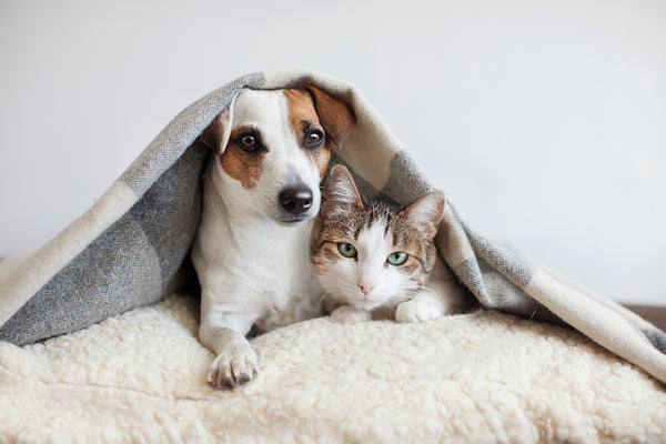 4 Ways Herbal Supplements Benefit Pet Health