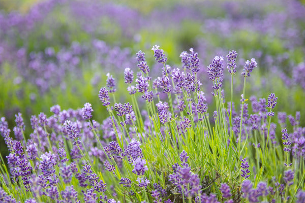 9 Herbs with Natural Calming Properties