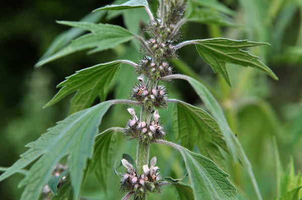 Single Herb Spotlight: Motherwort Herb