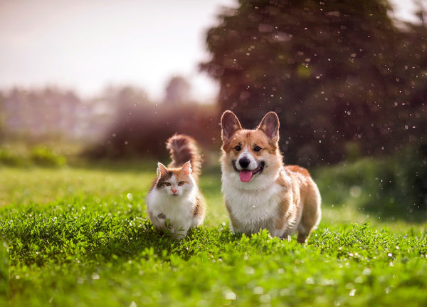 6 Top Herbal Supplements for Pets