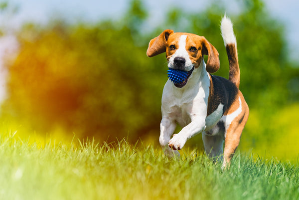 Herbal Supplements for Your Pet’s Joint and Muscle Support in Your Pets