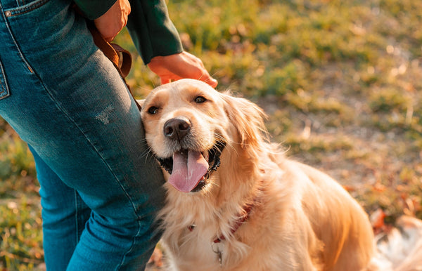 Best Herbal Supplements for Your Pet
