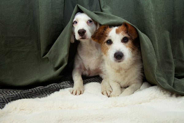 Calming Herbal Supplement for Your Pets on 4th of July