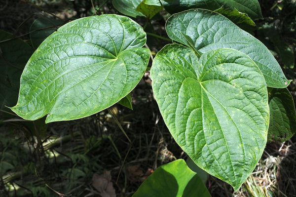 Everything You Need to Know About Kava Root