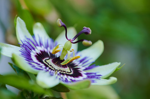 6 Herbs to Support a Healthy Cardiovascular System