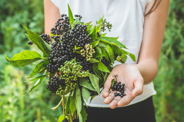 Elderberry Herbal Supplement for Immune System Health