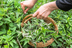 Single Herbs