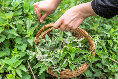 Single Herbs