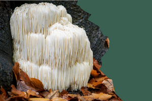 Mushrooms