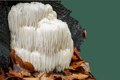 Mushrooms