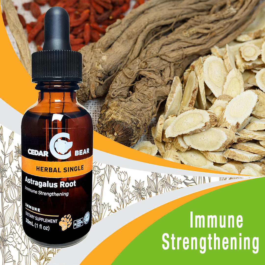 Astragalus Root