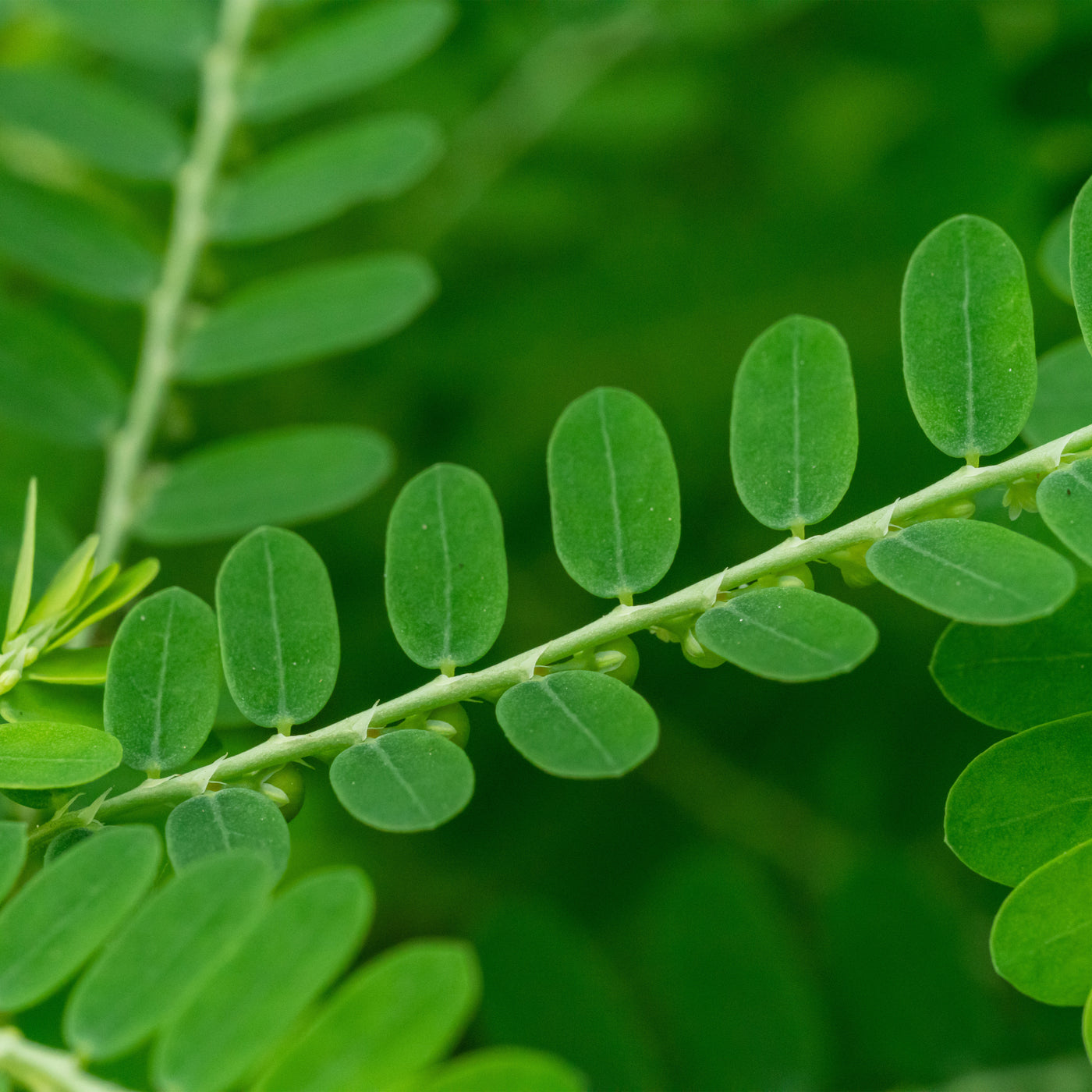 Chanca Piedra Herb