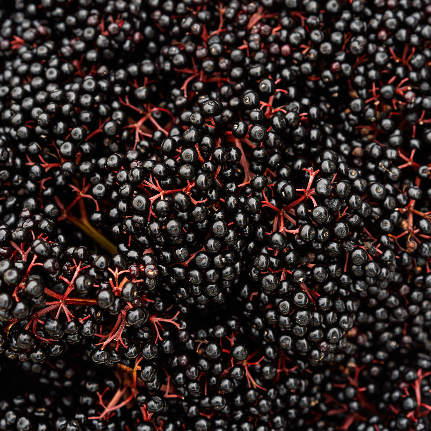 Elderberry