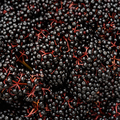 Elderberry