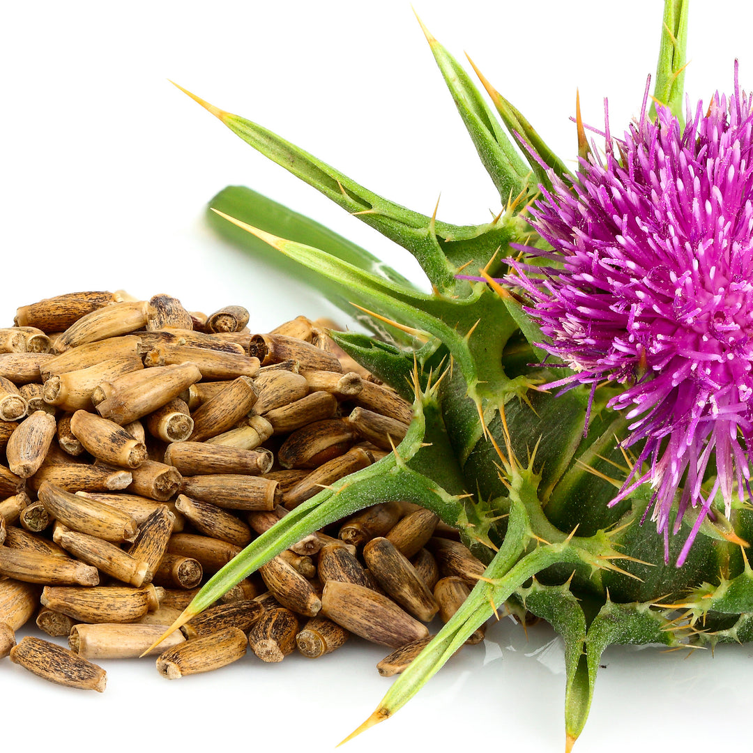 thistle flower seeds Milk Thistle Seed | Alcohol Free