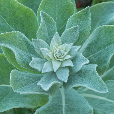 Mullein Leaf