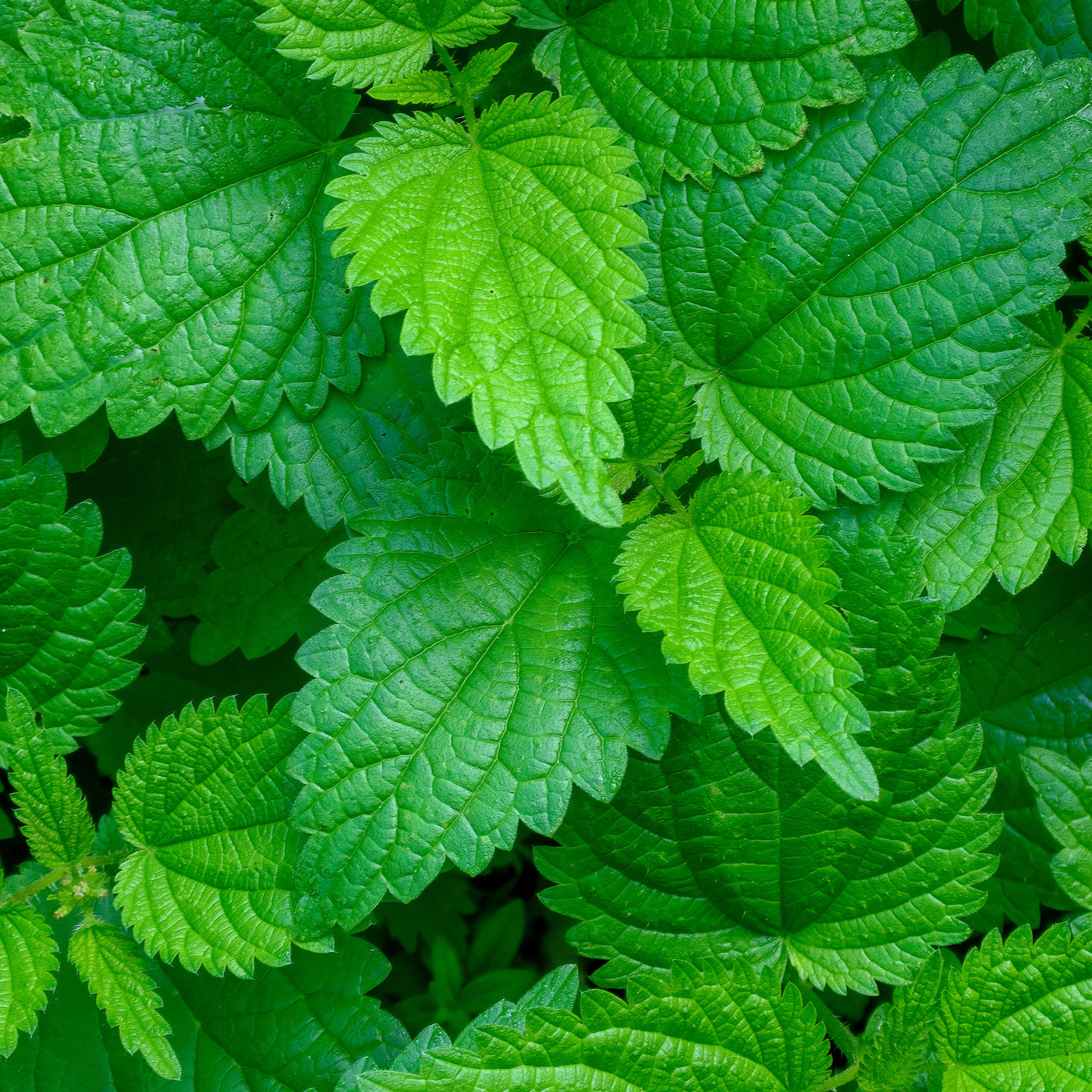 Stinging Nettle Leaf
