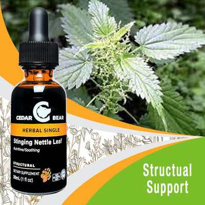 Stinging Nettle Leaf